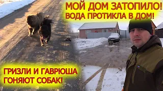 ЧП потоп воды попал в дом! Гризли гоняет собак!