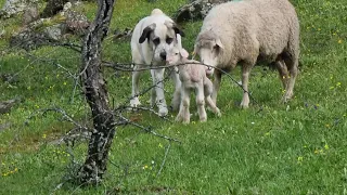 Como cuida la mastina a los pequeños. ¡¡ Que maravilla😉👍!!