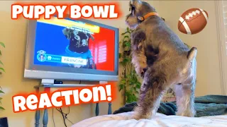 Schnauzer’s Surprise Reaction to the PUPPY BOWL🏈👀!!