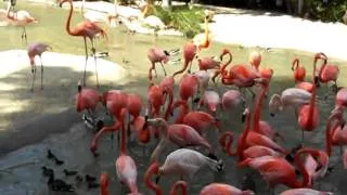 Very Hilarious Flamingos at the San Diego Zoo