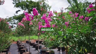 Resedá - Lagerstroemia indica