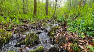 Rain Sounds in the Spring Forest, Stream Sound and Birdsong