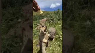 Animals fighting over chip