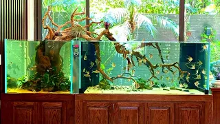 Beautiful Angelfish Tank | The Best World of Angelfish Aquarium