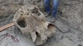 Mastodon skeleton unearthed in Michigan