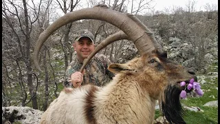 Bezoar Ibex Hunting in Adıyaman/ TURKEY