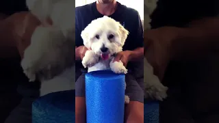 Puppy drum