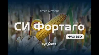 Гібрид кукурудзи 🌽 СИ Фортаго, ФАО 260