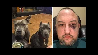 Ein Mann rettete zwei herrenlose Pitbulls - später zeigten die Hunde ihren Dank...