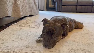 Dog was feeling sad so we got her a surprise that instantly cheered her up