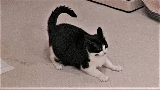 Cat Zoomies