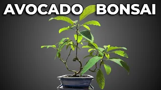 My Avocado Bonsai - 5 Years Old