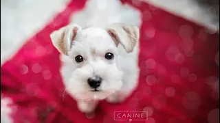 Miniature Schnauzer Puppy is SO CUTE!! 😍😍😍