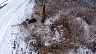 ОХОТА НА ЗАЙЦА С ГОНЧЕЙ!