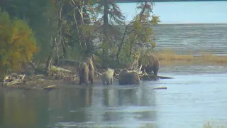 482 Brett and coy get surprised by bear at point 9/19/2018