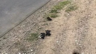 3 Newborn Puppies Lying On The Side Of The Road. Cried For Her Mother, But She Was No More.