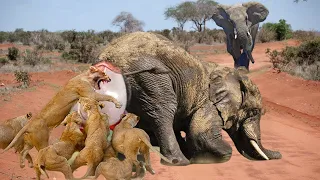 Bloodthirsty Lions Surround And Attack Elephant Giving Birth - Can The Baby Elephants Escape Death?