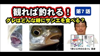 【グレはどんな時にサシエを食べる？】最大のヒットチャンスはいつ？【長岡寛のグレ釣り解説　第7話】