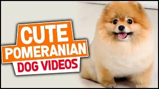 Cute Pomeranian Dog Videos Funny Compilation 2018