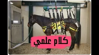 لماذا يقتل الحصان اذا كسر ساقة وقطع ذيله !!