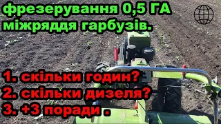 фрезерування,обробіток,сапка міжряддя гарбузів тяжким мотоблоком фотре,зубр,кентавр,зоря,нива