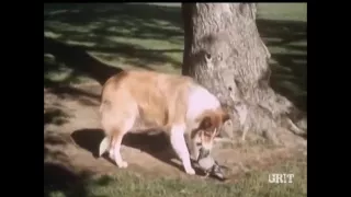 Lassie - Episode #399 - "Pitfall" - Season 12, Ep.14 - 12/12/1965