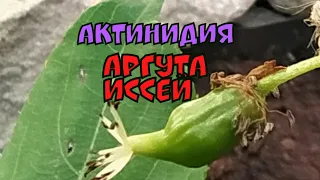 Актинидия аргута Иссей.