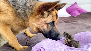 German Shepherd Meets Newborn Kittens for the First Time!