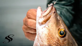 Epic Day of Tampa Bay Grouper & Snapper Fishing!