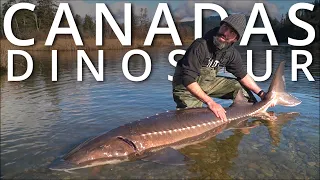 White Sturgeon, Landed At Last | Monster Fish | Destination Adventure