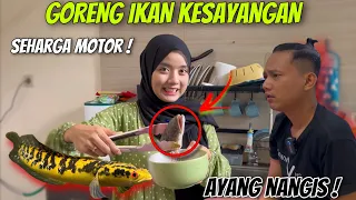 PR4NK !! IKAN KESAYANGAN SEHARGA MOTOR DI GORENG !