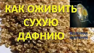 КАК ОЖИВИТЬ СУХУЮ ДАФНИЮ .УДАЧНЫЙ ЭКСПЕРИМЕНТ Vselennaya uvlecheniy