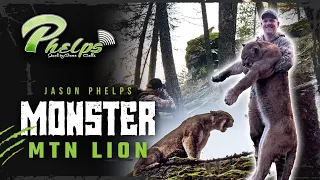 4K | Jason Phelps | MONSTER Mountain Lion!