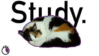 study 2 hours with a cat / pomodoro 50-10