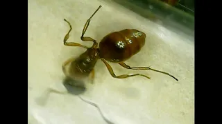 Видео с микраскопа, муравьи в прабирке   Myrmica rubra