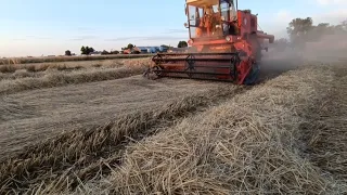 Ciąg dalszy żniw 2023, zatarte łożysko młocarni.