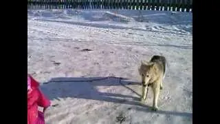Волк в Кузайкино.mp4