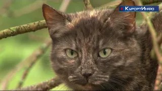 Количество бездомных кошек в Сестрорецке продолжает расти