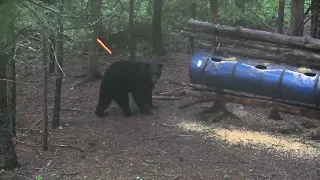 20 HUGE BEARS SHOT COMPILATION  ARCHERY ONLY