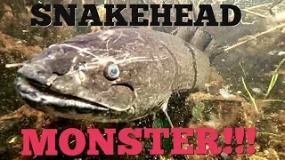 MASSIVE MONSTER SNAKEHEAD IN SWAMP CAUGHT ON GOPRO!!!