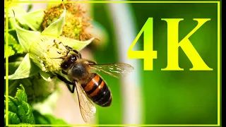 4K Nature relaxation #2 Bees