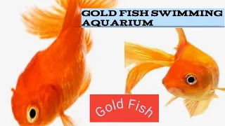 How To Fish Swimming In Aquarium////Aquarium Fish///Aquarium Landscaping Fish Tank