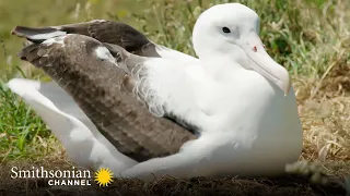 How Royal Albatross Couples Share Their Parental Duties | Into The Wild New Zealand | Smithsonian