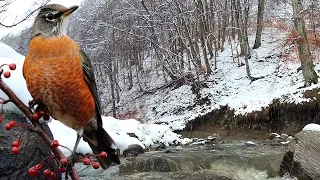 пение птиц и шум воды || Забыть о проблемах поможет пение соловья и журчание лесного ручья