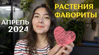 РАСТЕНИЯ, которыми я ОЧАРОВАНА | любимчики АПРЕЛЬ 2024