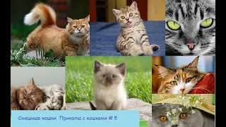 Смешные кошки.  Приколы с кошками  #5 / Funny cats.