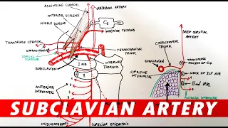 Anatomy - Subclavian artery branches