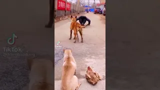 #short Dog imitating the man's exercise.😂