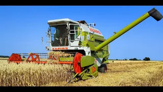 🌾Żniwa 2022. Claas dominator w akcji!!🌾