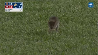 Mets Rally Rat